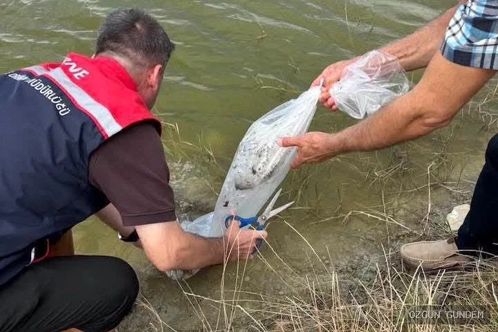 Yavru balıklar Aliçopehlivan Köyü Göleti'nde suyla buluştu