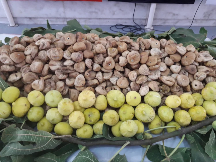 Türk kuru incirinin ihracat yolculuğu başlıyor... Uzakdoğu kuru incirimizi çok sevdi